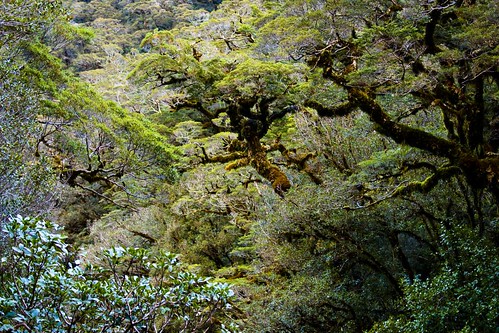 Jungle at Milford Sound