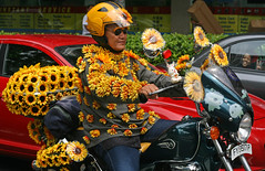 singapore sunflower bike