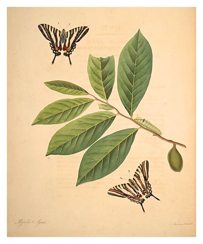 01-Illustration of Papilio Ajax. Annona Palustris 4