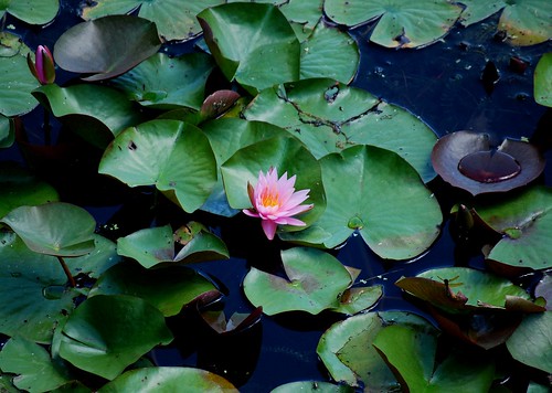 waterlily 