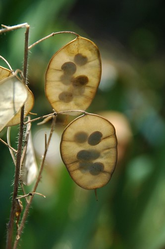 Lunaria Pods, Annie's Garden