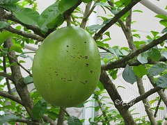 Calabash Fruit