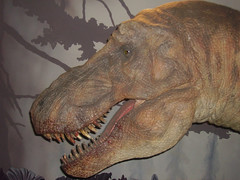 Natural History Museum - T Rex (flickr)