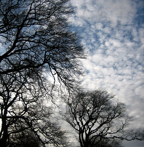 Sky and trees 12Nov08