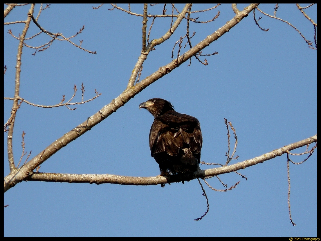 Juvenile Bald Eagle (Haliaeetus leucocephalus)