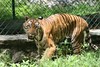 Bannerghatta Tiger