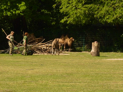 Jungkamel im Mai im Tierpark Berlin-Friedrichsfelde