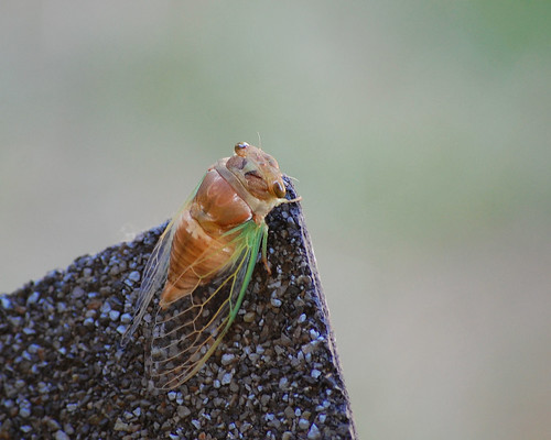 cicada2
