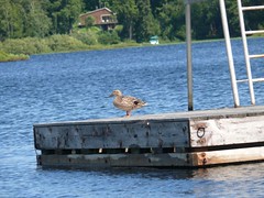 Duck on dock