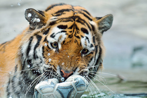 Playing with the ball 2 by Tambako the Jaguar, on Flickr