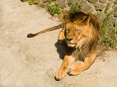 Kyiv zoo. Lion