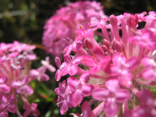 pink macro flower