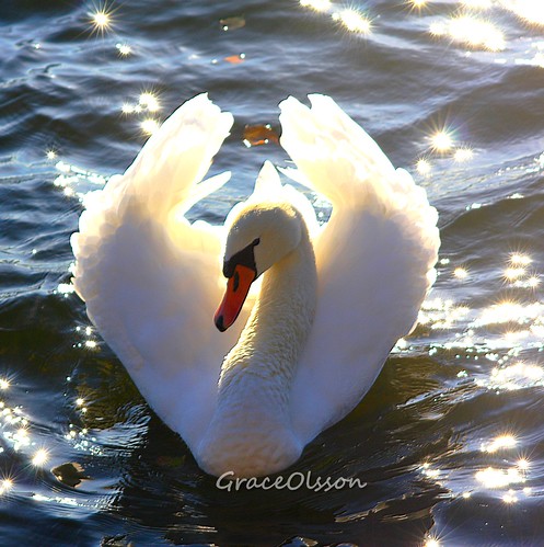 Swan looking to the life...mystake...
