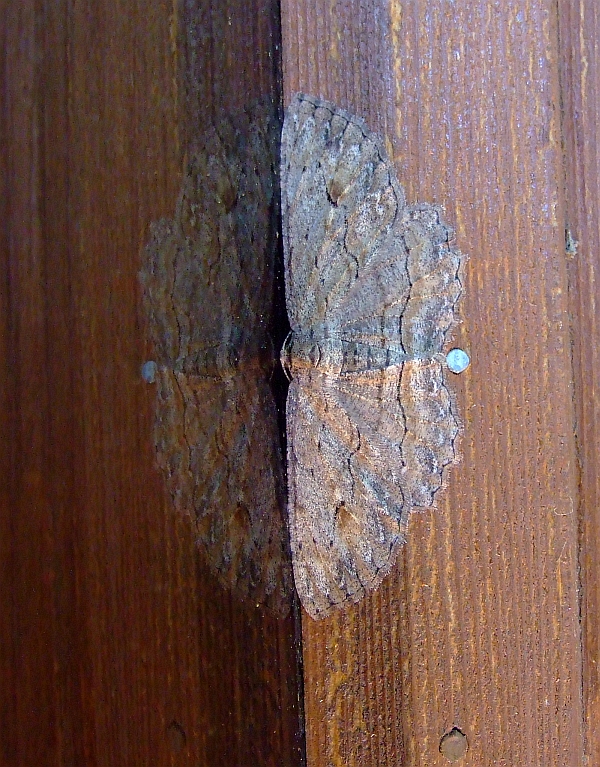 moth reflecting closeup