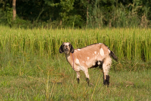 Grazing goat by Ecoagriculture Partners, on Flickr