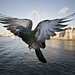 Pigeon by Jonny2005