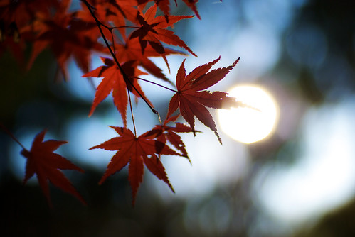 Autumn in Yoyogi 02