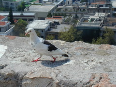Pigeon of the Acropolis