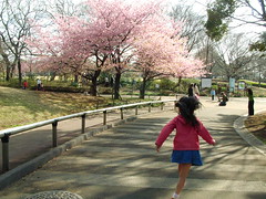 青葉の森公園の河津桜