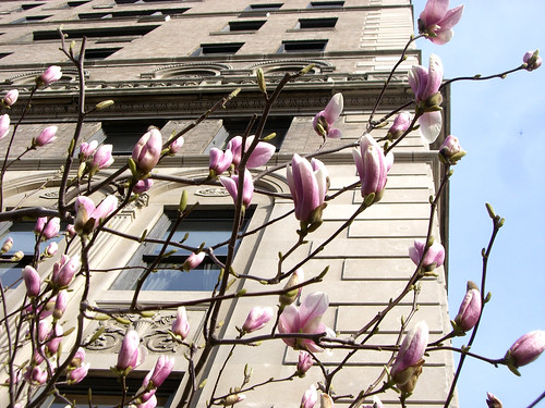 tulip magnolia tree pictures. Tulip Magnolia Tree in NYC;