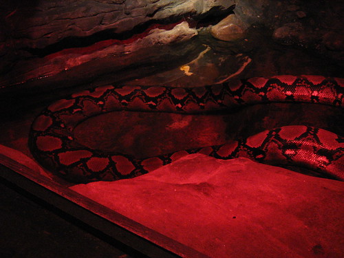 anaconda eats man. Man eating python, left | Flickr - Photo Sharing!