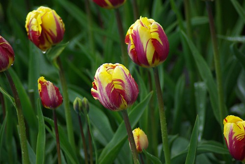 2008-04-19 Tulips etc at Rozengarde (17)