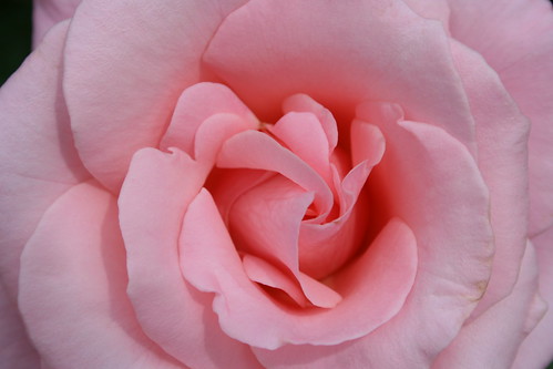 'Rose