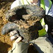 Top part of an amphora, from Greg's big pit