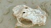 13 pa3- glyptodon skull with teeth markings