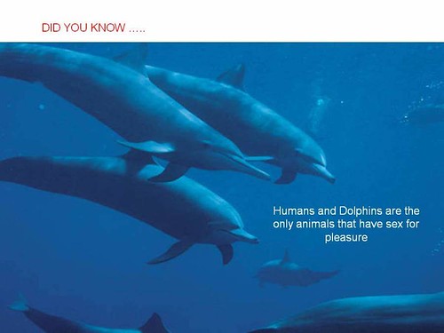 interesting facts dolphins
