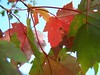 fall leaves 02
