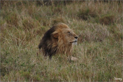 你拍攝的 34 Masai Mara - Lion。