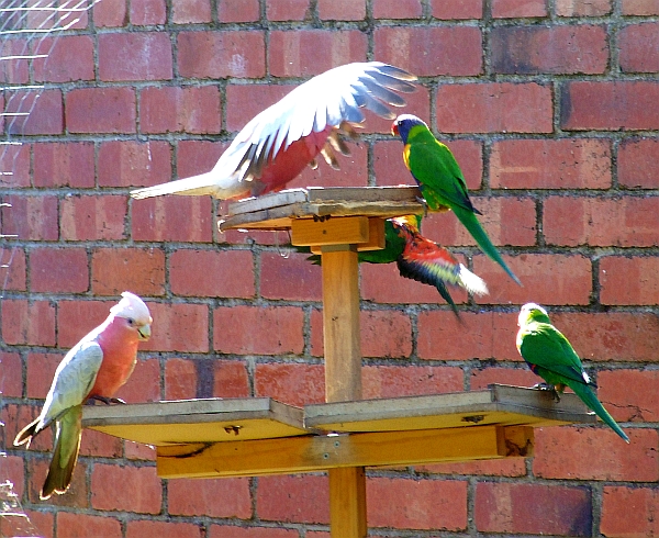 upset parrots