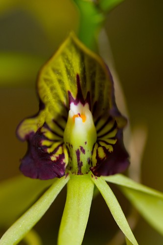 AOS Orchid7