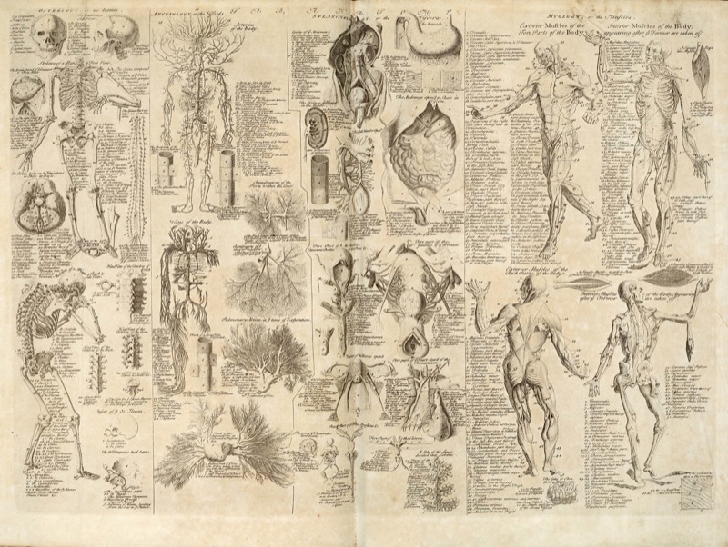 human anatomy chart. Anatomical Chart From