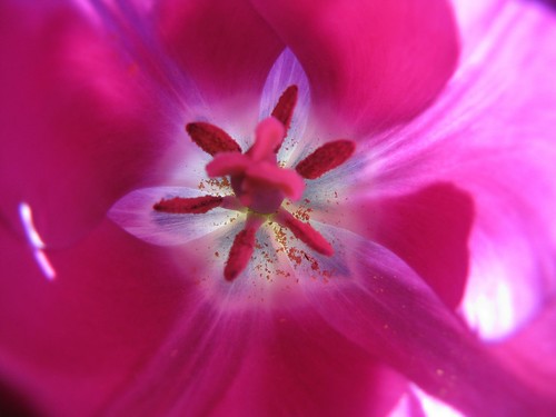 Macro Flower Photo taken with Canon SX20is 20x Ultrazoom Digital Camera