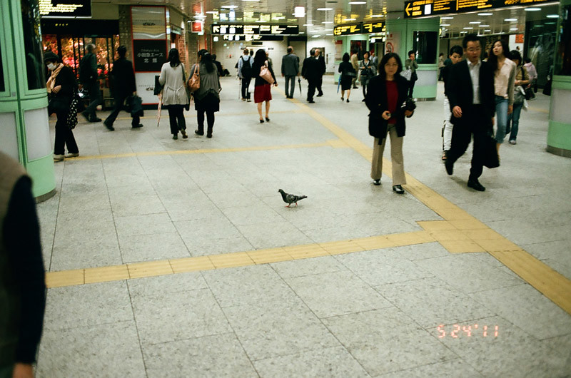 PigeonShinjukuStation (1 of 13)