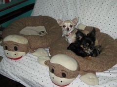 Itzl and Xoco Sharing a Monkeybed
