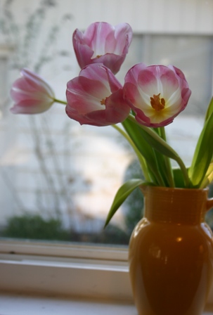 little room tulips
