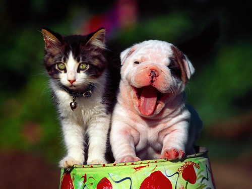Smart cat and lovely dog