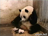 Panda que estornuda