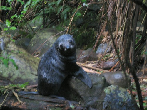 Baby Seals, near Kaikaura, New Zealand