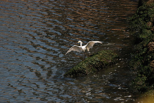 Snowy egret, Egretta thula-Landing 3