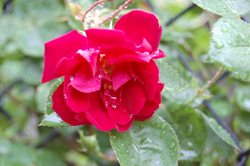 Red Rose in the Rain