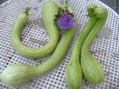 Zucchine di Albenga / 1
