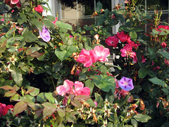 morning glory with knockout roses