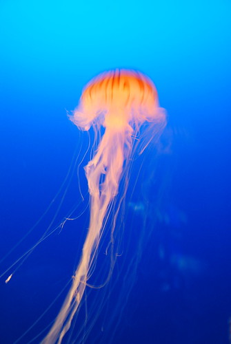 a Jellyfish
