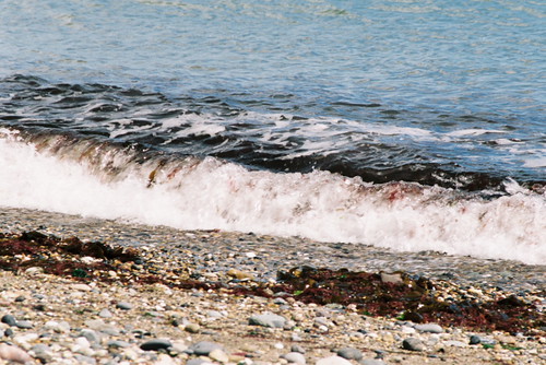 Waves and Seaweed