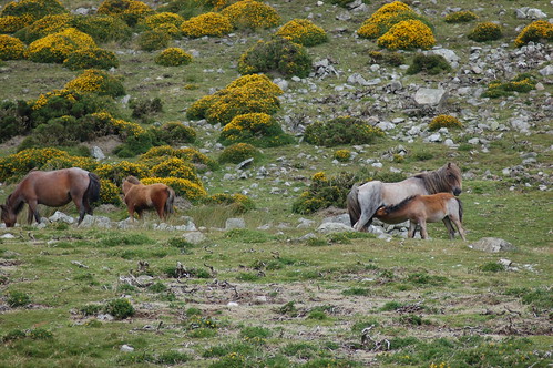 Penmaenmawr wild horses