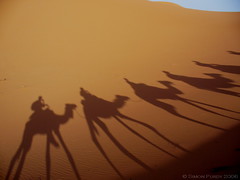 Camel Caravan, Sahara Desert, Morocco